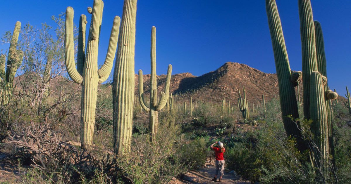 A girl is seen taking a photo at the Saguaro National Park. (Representative Cover Image Source: Getty Images | David C Tomlinson)