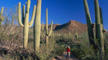 Arizona National Park Adds Small Patch of Land That Could Have Big Impact on Desert Ecosystem