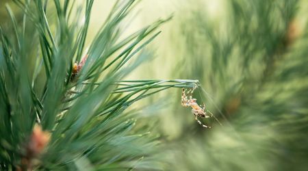 Bugs Can Hide in Real Christmas Trees — but Experts Say They're Harmless Indoors