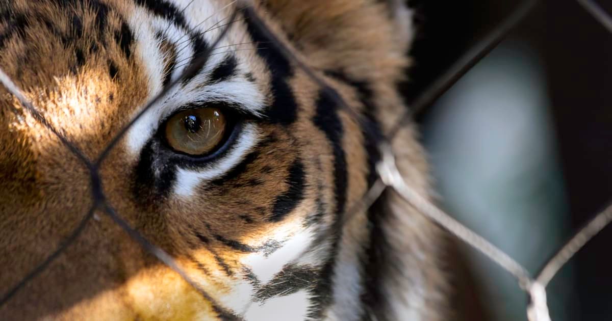 A tiger gazes through the metal bars of a cage (Representative Cover Image Source: Getty Images | KBytes)