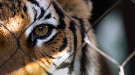 Almost 30,000 Animals Trafficked, 134 Countries Involved — INTERPOL Exposes Global Wildlife Crime