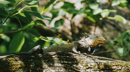 Conservationists Used This Unconventional Method to Revive Endangered Iguanas— And It Worked