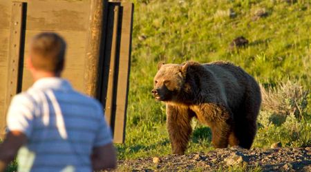 For the First Time in 50 Years, a Grizzly Bear Is Seen Roaming Montana's Bangtail Range Again