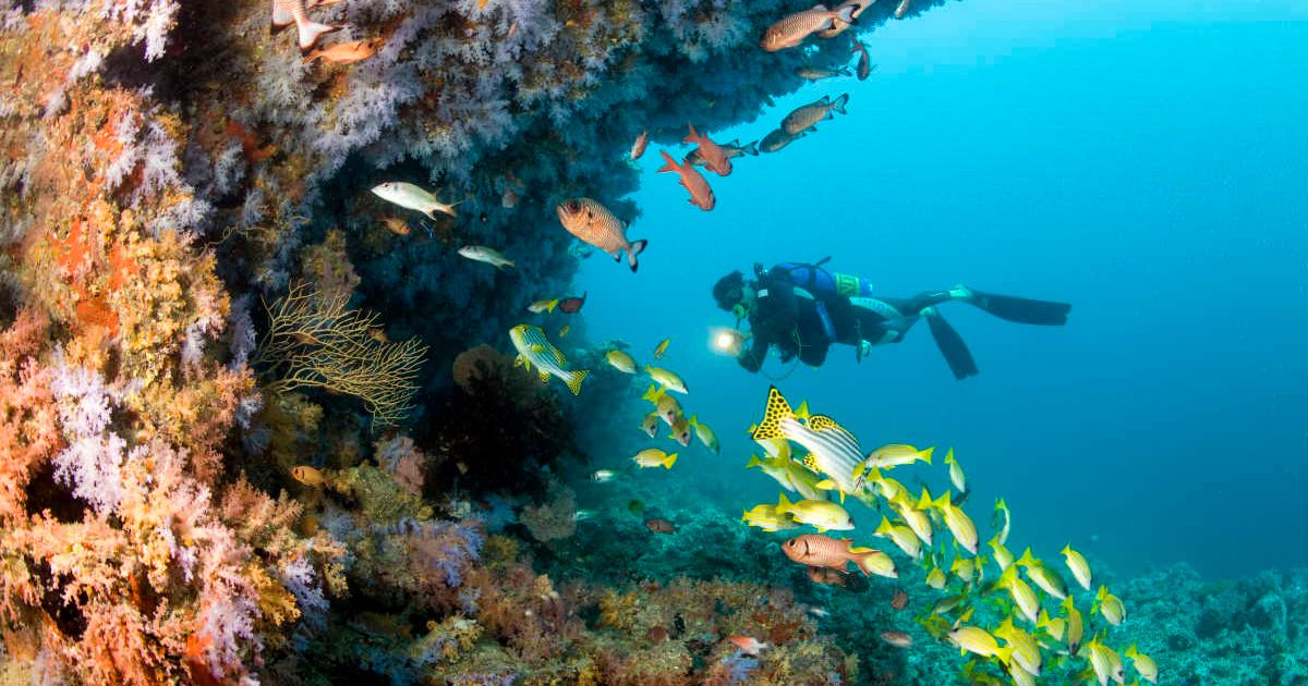 A diver near the seafloor. (Representative Cover Image Source: Getty Images | Michele Westmorland)