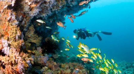 Scientists Find Mysterious, Life-Rich Ecosystem Nearly 12,000 Feet Beneath Greenland Sea