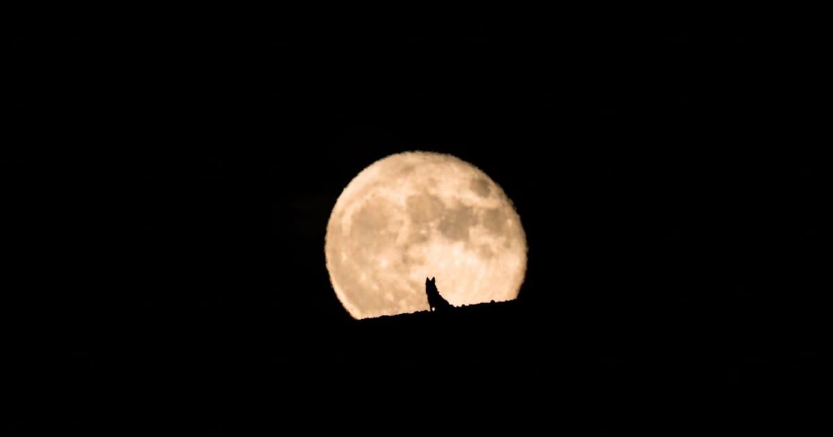Silhouette of a wolf watching the full moon rise (Representative Cover Image Source: Getty Images | Daniel Garrido)