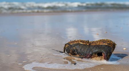 Hundreds of 19th-Century Leather Shoes Wash Up on a Beach, Leaving Locals and Experts Guessing