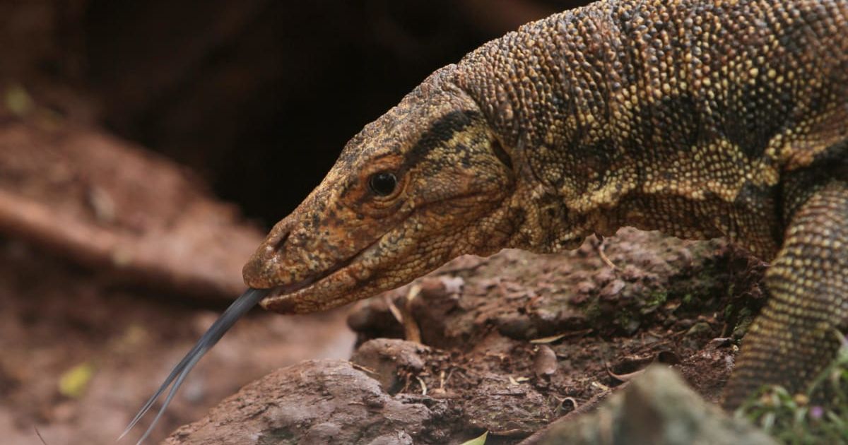 Giant lizard sticking its tongue out for preying (Representative Cover Image Source: Getty Images | Pito Kung)