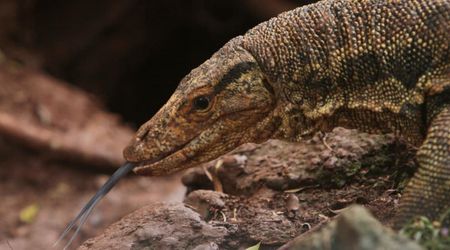 This Mysterious Jurassic Fossil May Sit at the Root of Snake Evolution