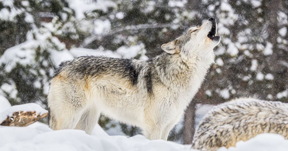 Wolf howling in the Snow in Yellowstone National Park (Representative Cover Image Source: Getty Images | Greg Meland)