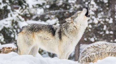 What Do Wolves' Howling in Yellowstone Mean? Scientists Use AI to Decode the Sound