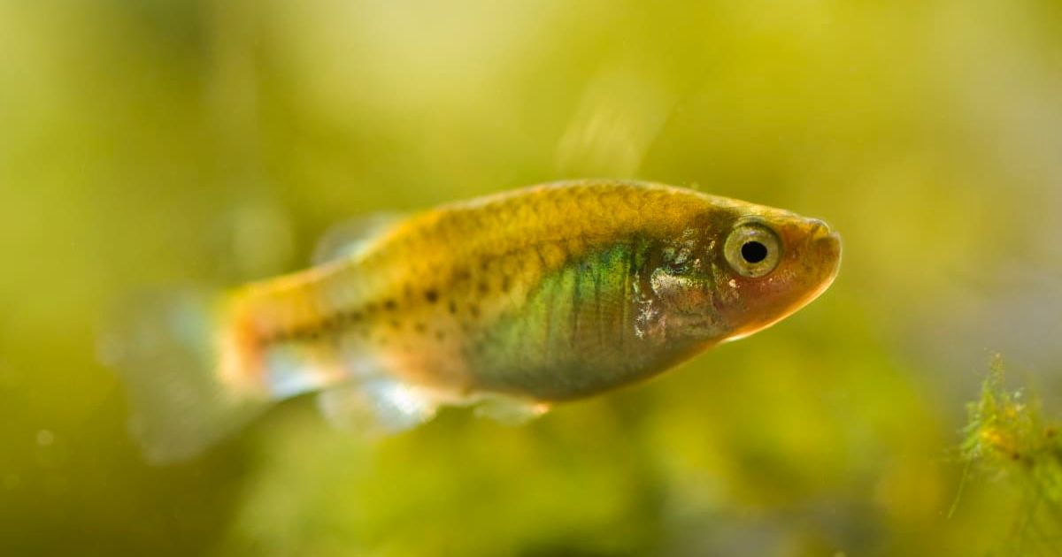 Close up of killifish underwater (Representative Image Source: Getty Images | Connect Images/Albert Lleal Moya)