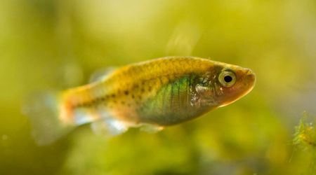Killifish, Once Presumed Extinct, Rediscovered After 20 Years in a Remote Pond