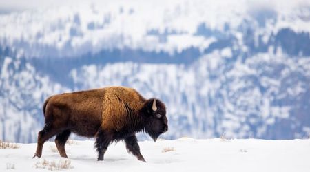 American Bison Makes Historic Return to Illinois' Kane County After Two Centuries