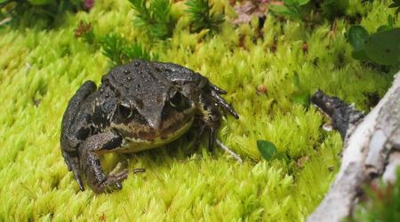 18 Years After Vanishing, Cascades Frogs Finally Return to California’s National Park