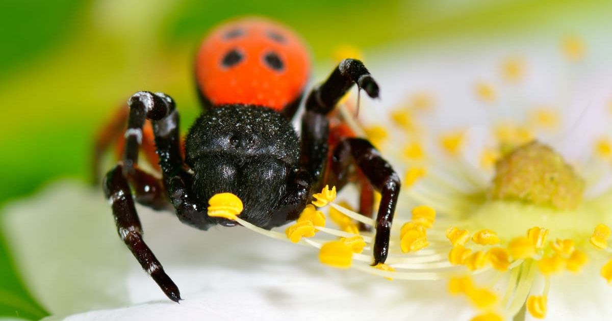 Ladybird velvet spider from the Eresus genus perched on a cluster of yellow flowers (Representative Cover Image Source: Getty Images | Bereta)