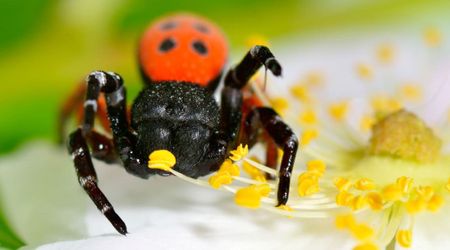 Scientists Spot New Red-Colored Spider with Features Never Observed Before
