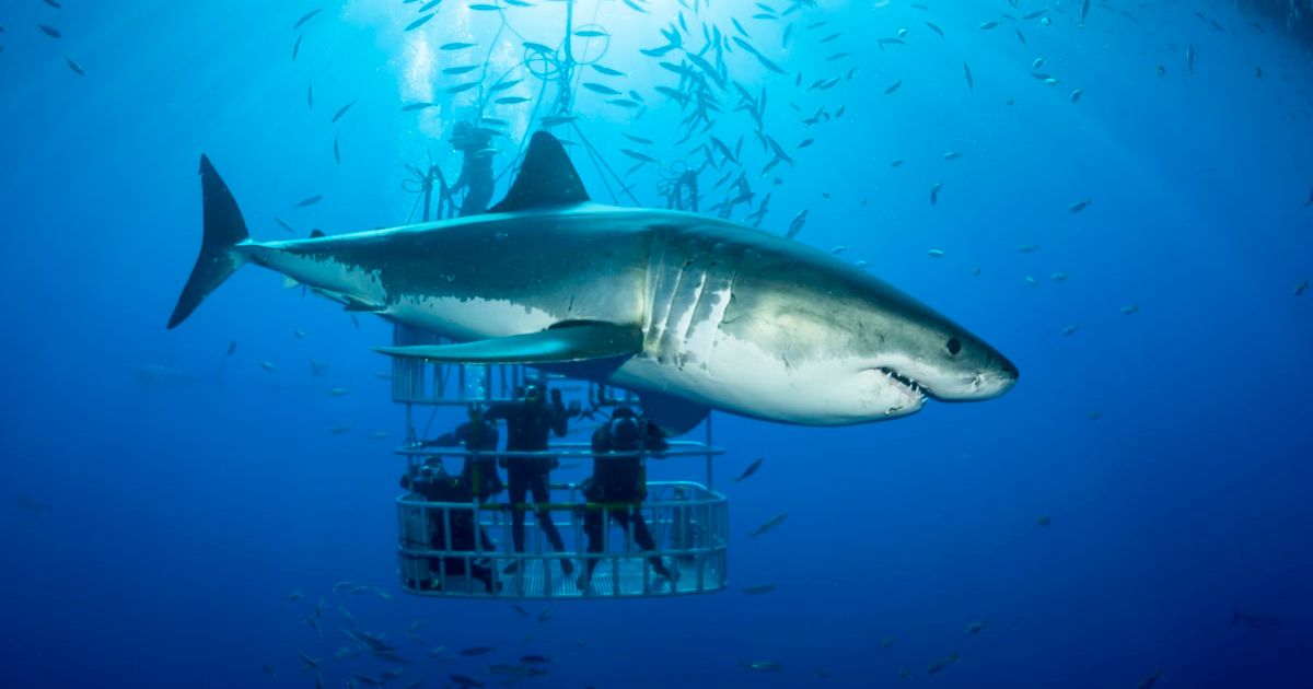 Scientists in cage with a great white shark (Representative Cover Image Source: Getty Images | Westend61)