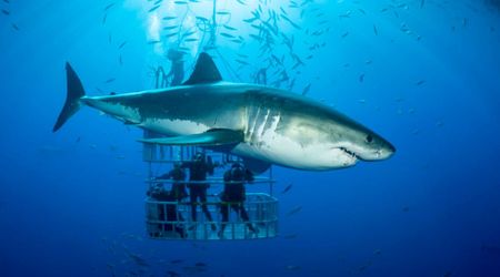 Scientists Race Against the Clock to Save Mediterranean Great White Sharks from Extinction