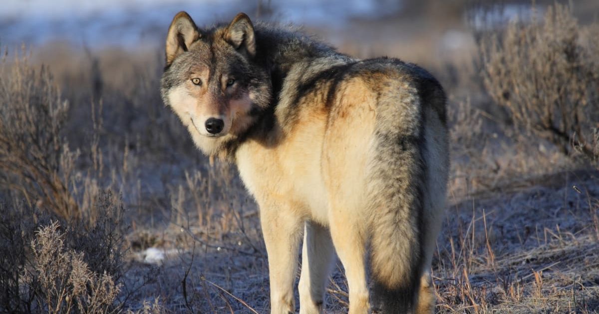 Gray wolf stands in a grassy field with thickets of bushes and sparse vegetation in Yellowstone, looking backwards with a sneering gaze (Representative Cover Image Source: Getty Images | Nathan Hobbs)