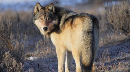 Did Wolves Really Transform Yellowstone? Scientists Challenge Long-Held Theory