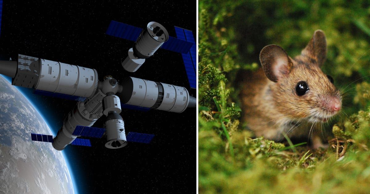 (L) A spacecraft, (R) A mouse sitting on a heap of grass (Representative Cover Image Source: Getty Images | (L) Alejomiranda, (R) Robert Travis Smith)