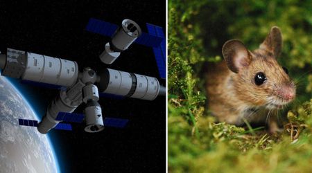 A Space-Traveling Mouse Just Gave Birth—Here's Why This Could Be a Big Deal for Future Exploration