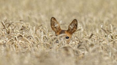 Ancient Mammals May Have Developed Advanced Hearing 50 Million Years Earlier Than Experts Thought