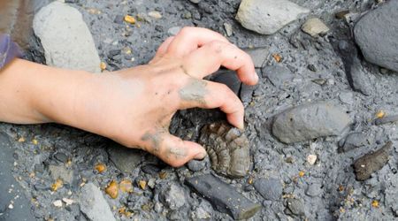 New Study Says Ammonites Survived the Dinosaur Apocalypse — but Only for a Little While