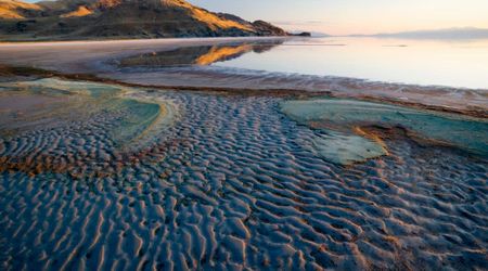 Scientists Find an Animal Never Seen Before in the U.S. at the Bottom of the Great Salt Lake