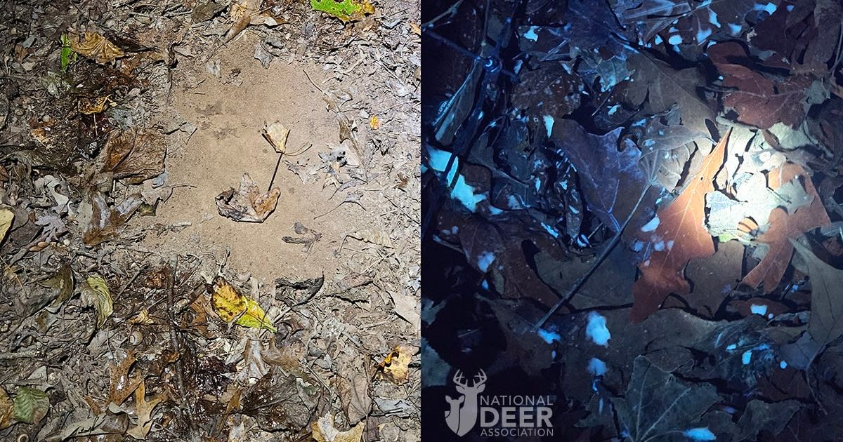 A fresh scrape seen in a flashlight (L). The leaves are still wet with deer urine on the left and lower edge of the scrape. A UV light revealed the urine as milky white. (Cover Image Source: National Deer Association | Lindsay Thomas Jr.)