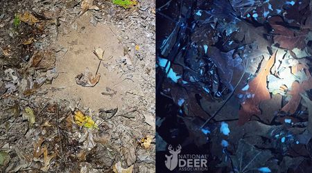 Deer Marks Leave Trees Glowing in the Dark— Scientists Say They’re ‘Signposts’ for Mates