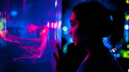 Jellyfish and Sea Anemones May Be Brainless — but They're More Similar to Us Than We Thought