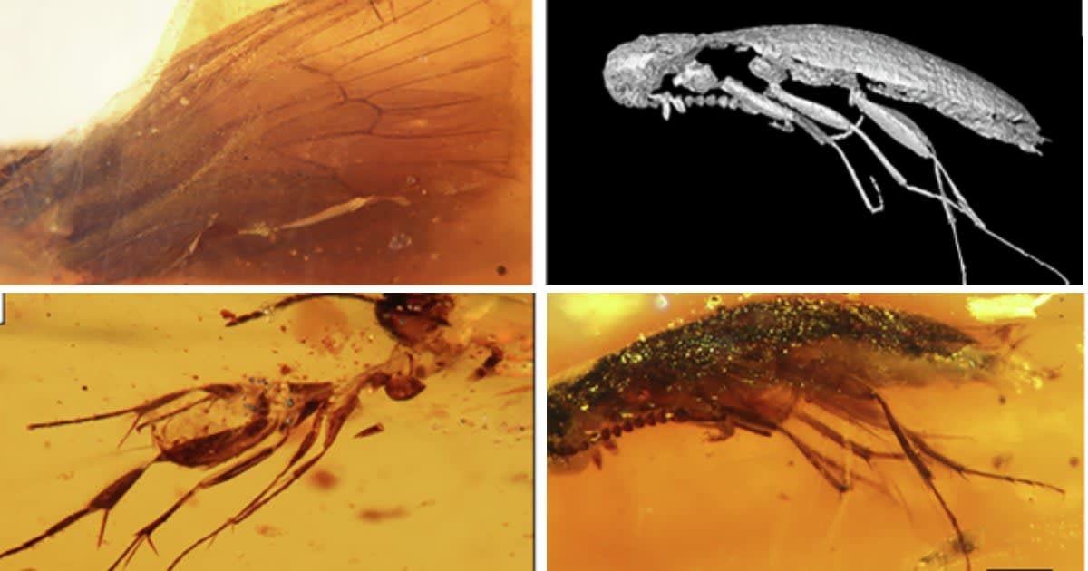 Fossilized dead bodies of bugs frozen in time inside amber pieces from trees dating millions of years ago (Cover Image Source: Communications Earth & Environment)