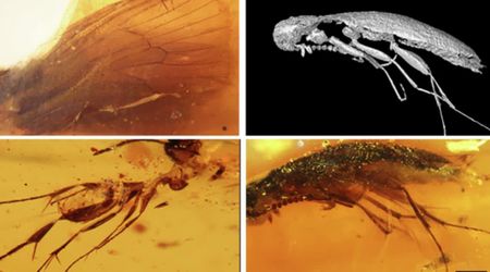 112-Million-Year-Old Insects Trapped in Amber Offer Rare Glimpse Into Prehistoric Life