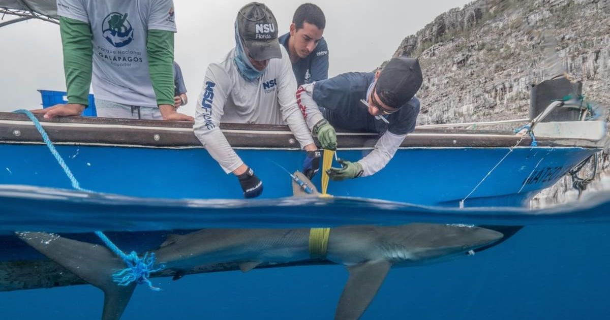 Researchers from Charles Darwin Foundation and Nova Southeastern University attach a satellite tag to a silky shark. (Cover Image Source: Pelayo Salinas de León | Charles Darwin Foundation)