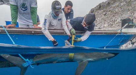 Scientists Tagged Silky Sharks to Map their Movement— Results Reveal Major Marine Red Flags