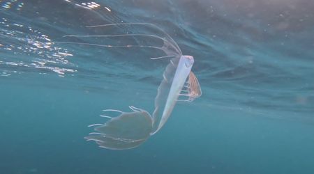 California Diver Captures Photos Of Mysterious Fish Rarely Seen Near the Surface