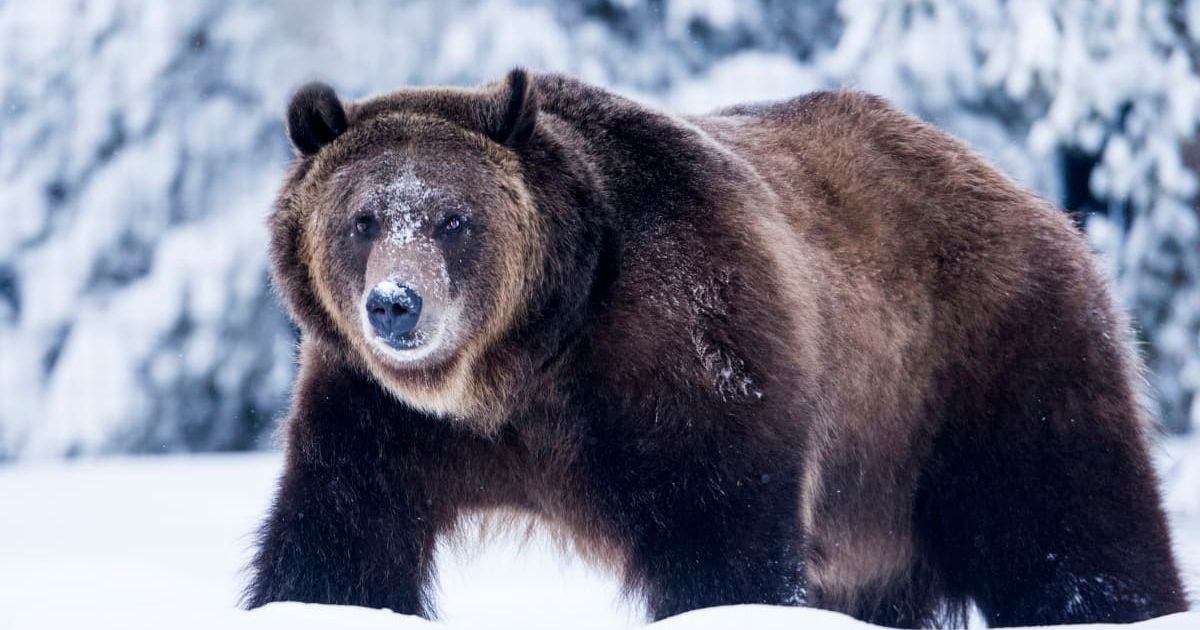 Grizzly Bear in snow (Representative Image Source: Getty | Mark Newman)