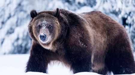 Scientists Put Cameras on Grizzlies — And the Footage Reveals What Survival in the Arctic Looks Like