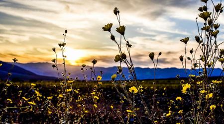Death Valley Set to Witness Rare Once-in-a-Decade Superbloom After Record Rains