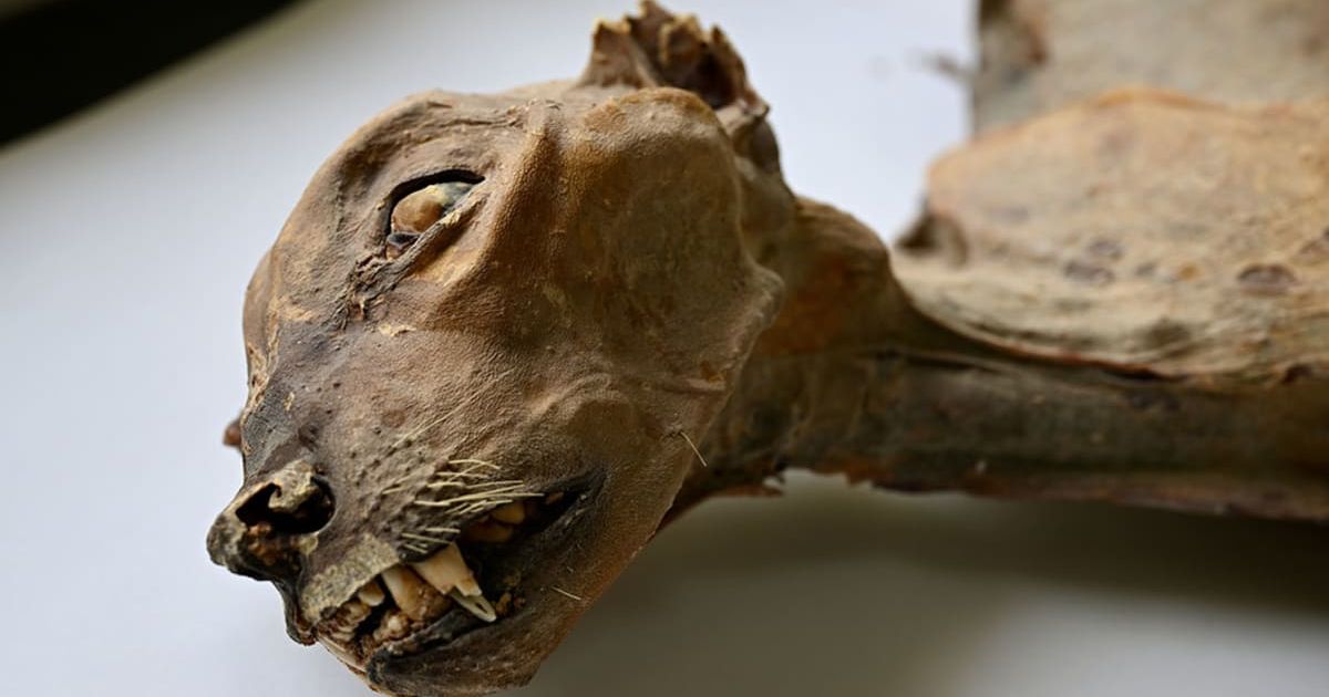 Mummified remains of a cheetah discovered inside a cave by Saudi Arabian researchers (Cover Image Source: Facebook | Nature Portfolio\ Communications Earth & Environment)