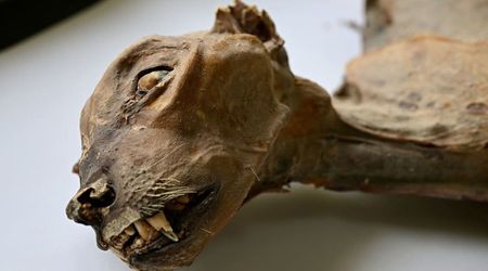 Scientists Discover 4,000-Year-Old Mummified Cheetahs in Saudi Arabia's Caves