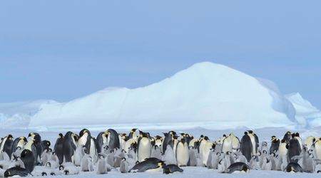 Massive Antarctic Iceberg Triggers Catastrophic Death of Emperor Penguins — Kills 14,000 Chicks