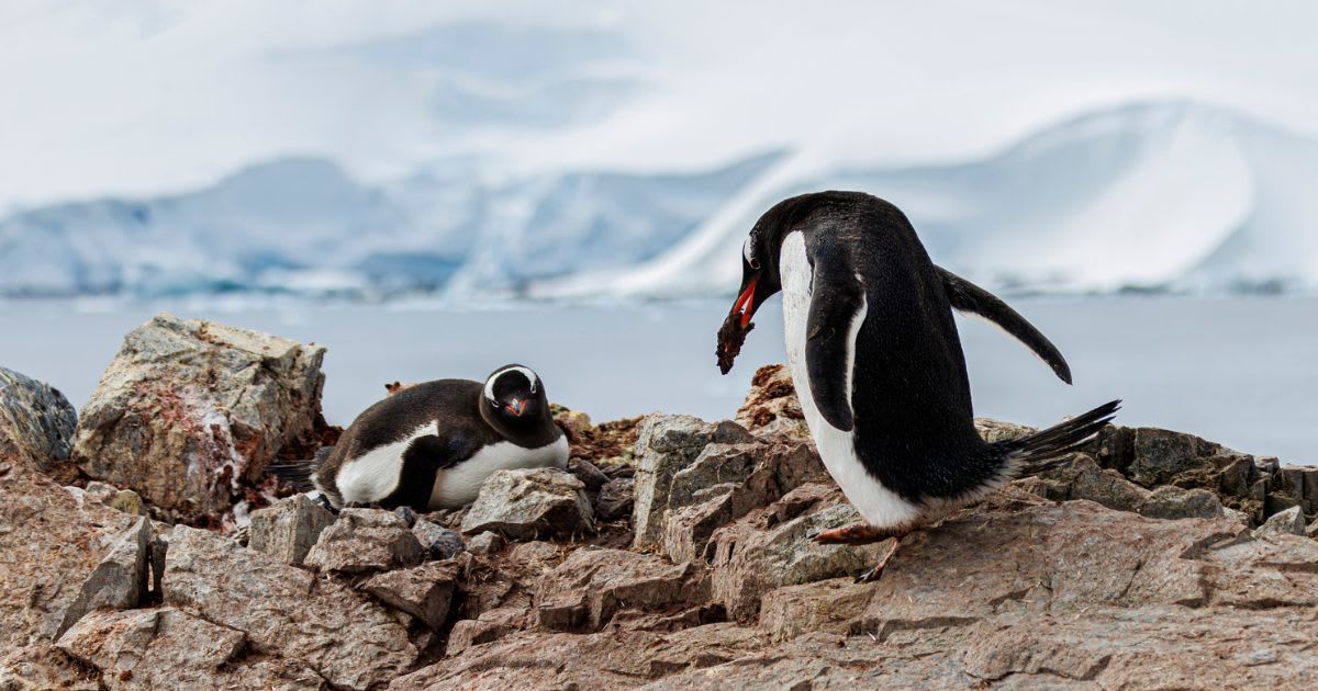 Penguins on a rocky shore. (Representative Cover Image Source: Getty Images | Photo By Pam Jenks)