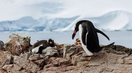 Antarctic Penguins have Dramatically Shifted Their Breeding Timetables