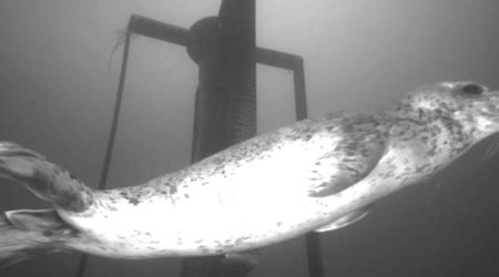 Experts Left a Camera Underwater in Washington for 100+ Days — the Result is Completely Unexpected