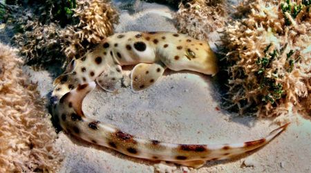 These Walking Sharks Defy Biology’s Reproduction Rules, Scientists Reveal