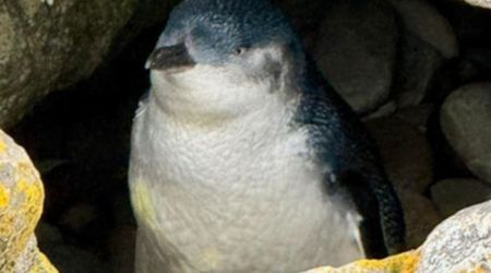 World’s Smallest Penguin Spotted More than 5,000 Miles Away from Home Surprises Scientists