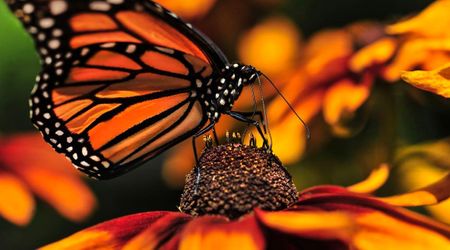 Western Monarch Butterflies Could Soon Disappear from California’s Coast
